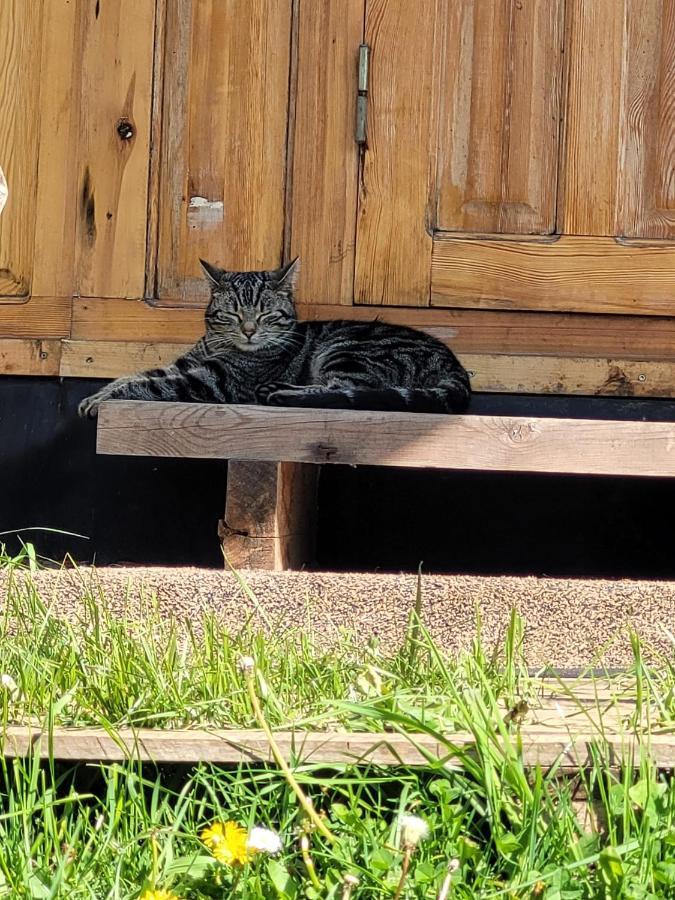 Slapen Tussen De Ezels In De Yurt Hotel Aarschot Luaran gambar