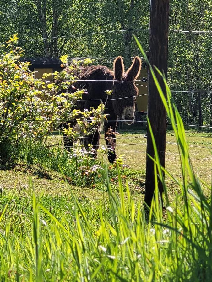 Slapen Tussen De Ezels In De Yurt Hotel Aarschot Luaran gambar